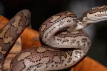 Cậu bé 5 tuổi thoát chết sau khi bị trăn kéo xuống bể bơi