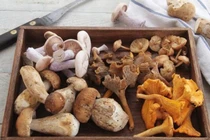 Những loại nấm đắt đỏ, ăn một miếng đã bằng gia tài cả đời