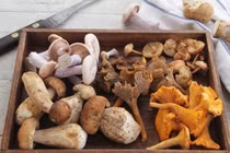 Những loại nấm đắt đỏ, ăn một miếng đã bằng gia tài cả đời