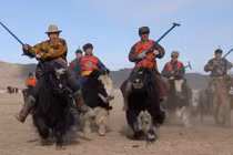 Vì sao bò Tây Tạng được coi là "báu vật" của vùng cao nguyên?