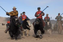 Vì sao bò Tây Tạng được coi là "báu vật" của vùng cao nguyên?