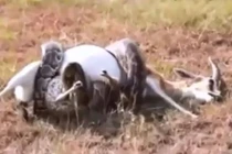 Trăn khổng lồ hạ sát linh dương