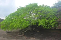 Loài cây độc nhất trên thế giới 