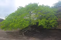 Loài cây độc nhất trên thế giới 