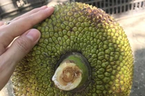 Chọn mít cũng chỉ cần nhìn điểm này biết ngay loại không hóa chất