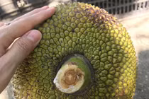 Chọn mít cũng chỉ cần nhìn điểm này biết ngay loại không hóa chất