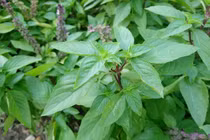 Tác dụng phụ khó lường khi ăn rau húng quế sai cách