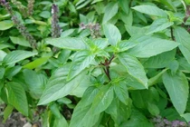 Tác dụng phụ khó lường khi ăn rau húng quế sai cách