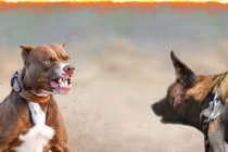 Chó pitbull có sống sót một tuần nếu được đưa vào thảo nguyên châu Phi?