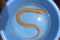 Con lươn vàng tìm thấy ở Quảng Bình quý hiếm, tác dụng chữa bệnh thần kỳ thế nào?