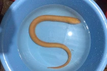 Con lươn vàng tìm thấy ở Quảng Bình quý hiếm, tác dụng chữa bệnh thần kỳ thế nào?