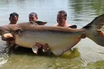 Clip: Cần thủ câu được con cá tra dầu nặng gần 200 kg
