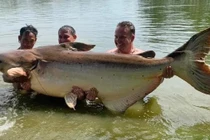Clip: Cần thủ câu được con cá tra dầu nặng gần 200 kg