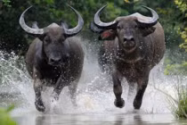 Sa chân hố vàng: 3 tuổi Phật chỉ lối, tiền chất đầy két 3 năm tới