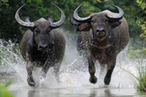 Sa chân hố vàng: 3 tuổi Phật chỉ lối, tiền chất đầy két 3 năm tới