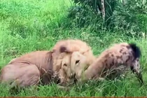 Video: Linh cẩu "lạc lối" trong vòng tay của Vua sư tử