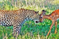 Chú bé báo hoa mai hài hước cứ ngỡ con mồi là bạn chơi cùng