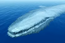 Sinh vật dài nhất thế giới, hơn cả cá voi xanh