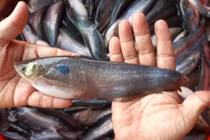 Việt Nam có loài cá từng bị chê, nay bắt về bán 600.0000 đồng/kg