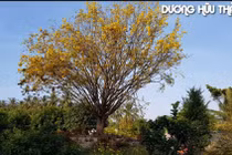 Rước thần mai 30 tỷ về nhà, dân chơi Bến Tre nổi nhất Tết này