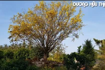 Rước thần mai 30 tỷ về nhà, dân chơi Bến Tre nổi nhất Tết này