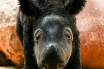 Tê giác Sumatra quý hiếm chào đời ở khu bảo tồn