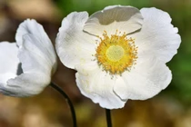 3 con giáp sống chân thành Trời thương, có quý nhân phù trợ