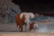 Video: Giao tranh ác liệt giữa hai gã khổng lồ voi và tê giác 