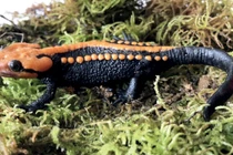 Top động vật mới, cực độc lạ phát hiện tại Việt Nam 