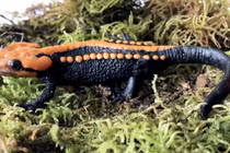 Top động vật mới, cực độc lạ phát hiện tại Việt Nam 