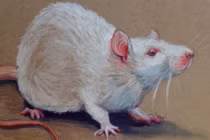 Phụ nữ thuộc 4 tuổi này là đại gia ngầm