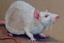 Phụ nữ thuộc 4 tuổi này là đại gia ngầm