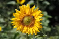 Tiên tri 2023: 3 con giáp Thần Tài chỉ điểm, gánh vàng còng lưng 