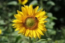 Tiên tri 2023: 3 con giáp Thần Tài chỉ điểm, gánh vàng còng lưng 