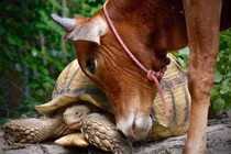 Tình bạn khó tin giữa bò con tật nguyền và rùa khổng lồ