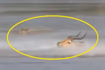 Video: Bị truy sát, linh dương vẫn thoát chết ngọn mục