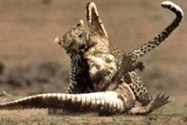 Cá sấu chết thảm trước nanh vuốt của báo hoa mai 