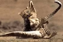 Cá sấu chết thảm trước nanh vuốt của báo hoa mai 