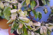 4 loại cây khắc tinh Thần Tài, đặt phòng khách hút cạn may mắn