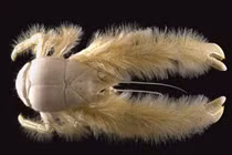 Bất ngờ với những loài động vật kỳ dị nhất hành tinh 