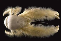 Bất ngờ với những loài động vật kỳ dị nhất hành tinh 