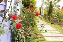 Mẹ chồng bênh con trai ngoại tình, nàng dâu tung chiêu độc