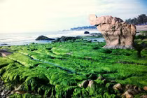 Ðến Cổ Thạch ngắm đá bảy màu và “săn” rêu