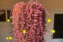 Cây cảnh may mắn, như treo bùa chiêu tài, gọi lộc trong nhà