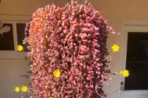 Cây cảnh may mắn, như treo bùa chiêu tài, gọi lộc trong nhà