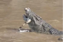 Video: Đàn cá sấu xé xác ngựa vằn non 
