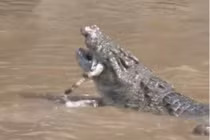 Video: Đàn cá sấu xé xác ngựa vằn non 