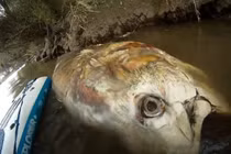 Tìm thấy cá ngừ khổng lồ dài hơn 2 mét, to bằng con bò