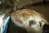 Tìm thấy cá ngừ khổng lồ dài hơn 2 mét, to bằng con bò