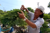 Thu nhỏ loại cây cao đến 20m, ông nông dân Long An thu tiền tỷ